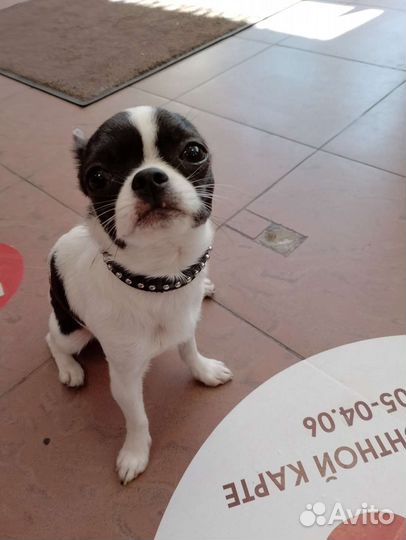 Вязка кобель чихуахуа