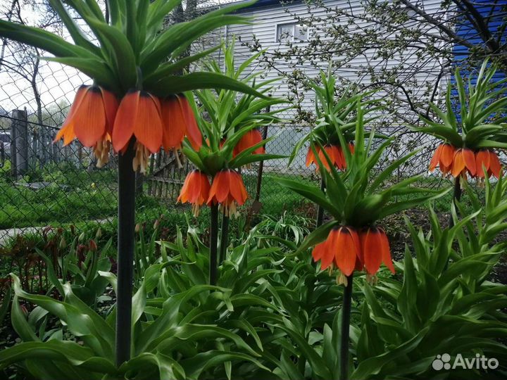 Рябчик императорский