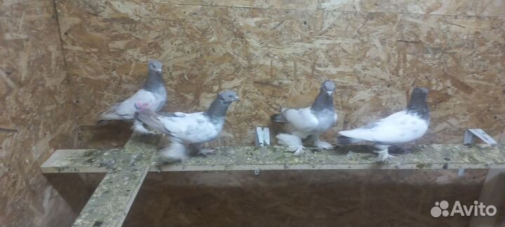 Таджикские голуби