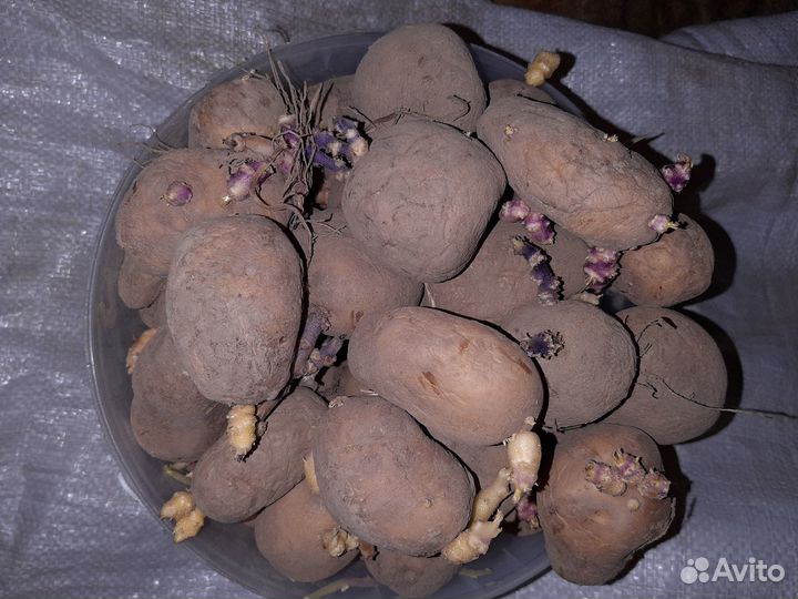 Картофель посевной