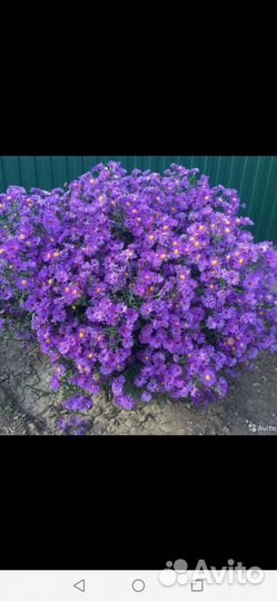 Сентябринки