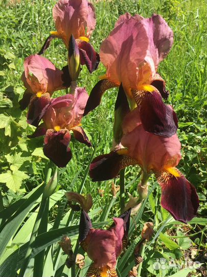 Садовые растения