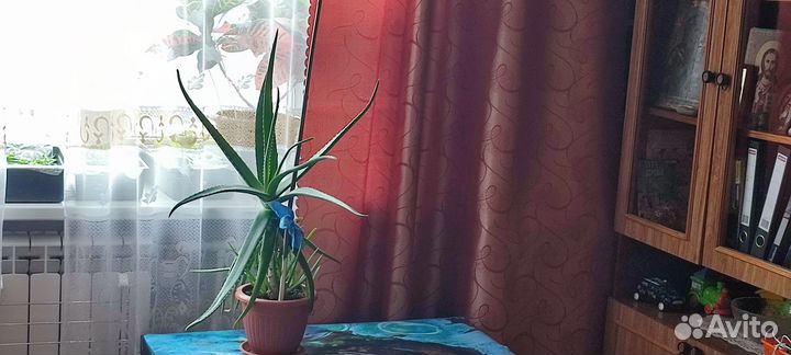 Алоэ/ Алоэ Вера/ Столетник