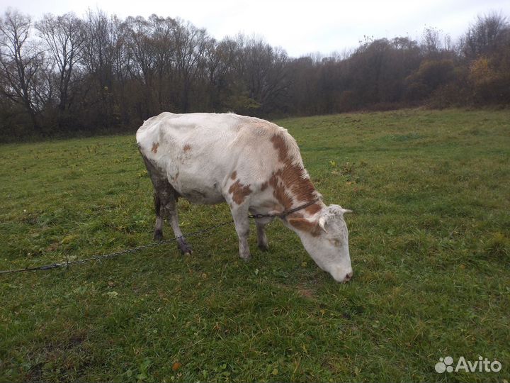 Коровы и бык