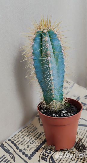 Кактусы цветущие