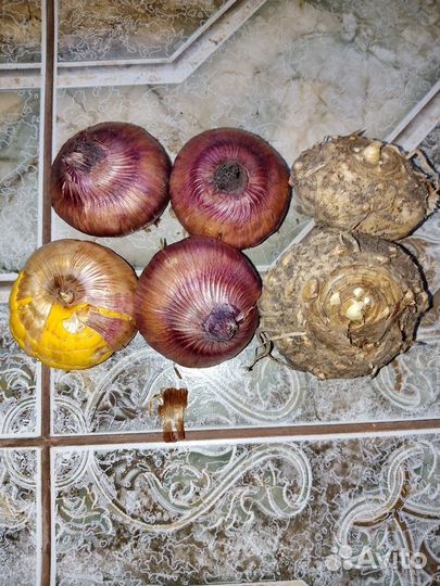 Луковицы гладиолусов и калл