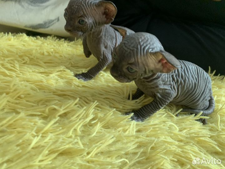 Канадский сфинкс