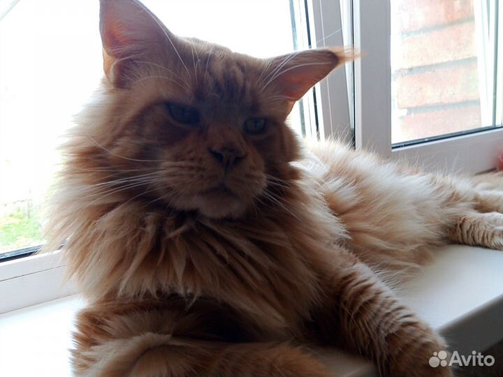 Кот мейн-кун