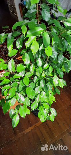 Бенжамин - великолепный