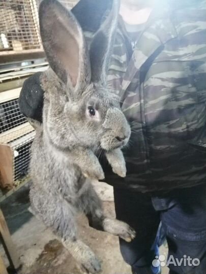 Продам кроликов Фландр
