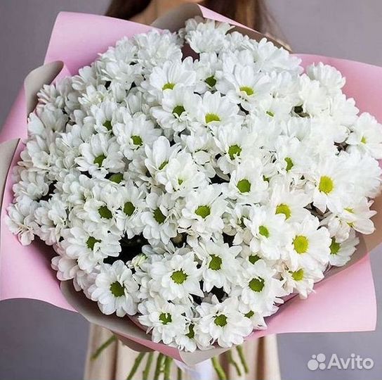 Хризантема