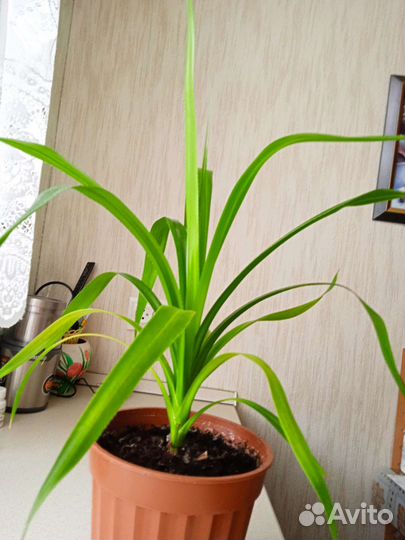 Комнатные цветы