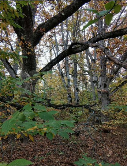 Участок 2,8 га (ИЖС)