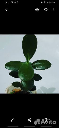 Денежное дерево- талисман богатства и удачи