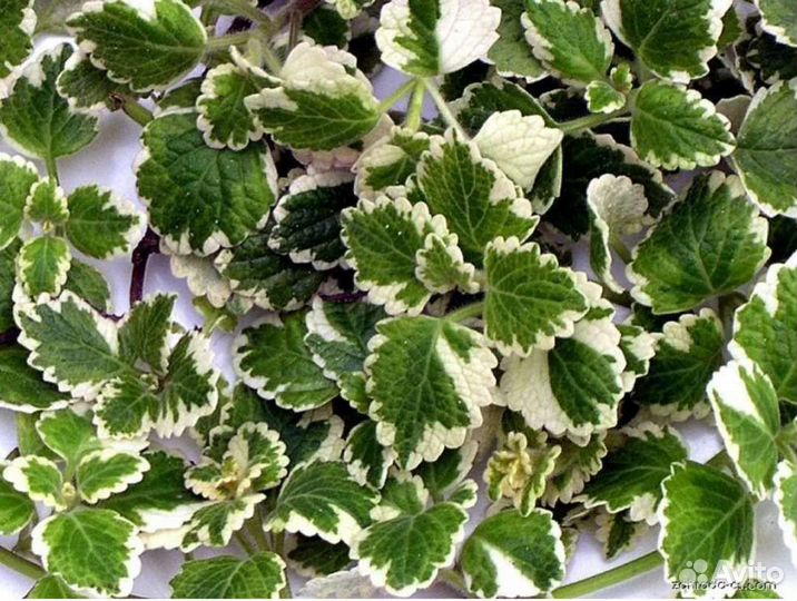 Многолетние садовые растения