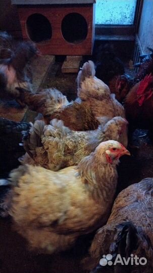 Инкубационное яйцо