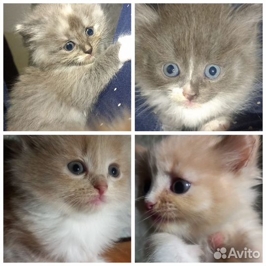 Котята в добрые руки