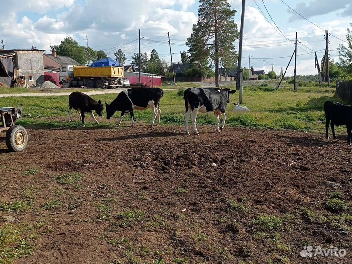 Продам 2 нетели