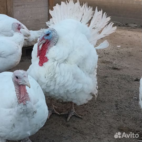 Мясо домашней индейки