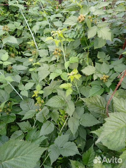 Отводки кимберленд