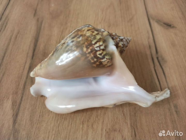 Морская раковина