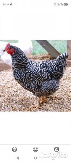 Куры доминант