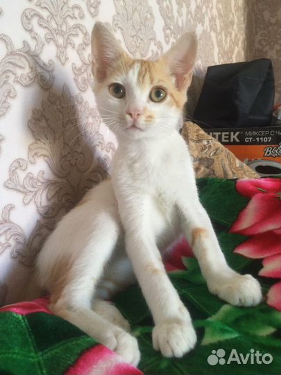 Котенок удача