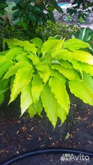 Саженцы Хост,Клопогон,Бадан,гейхера