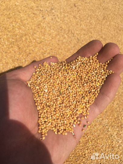 Просо желтое фуражное