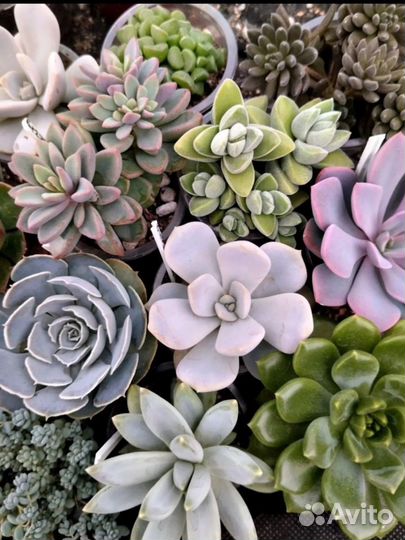 Кактусы и суккуленты