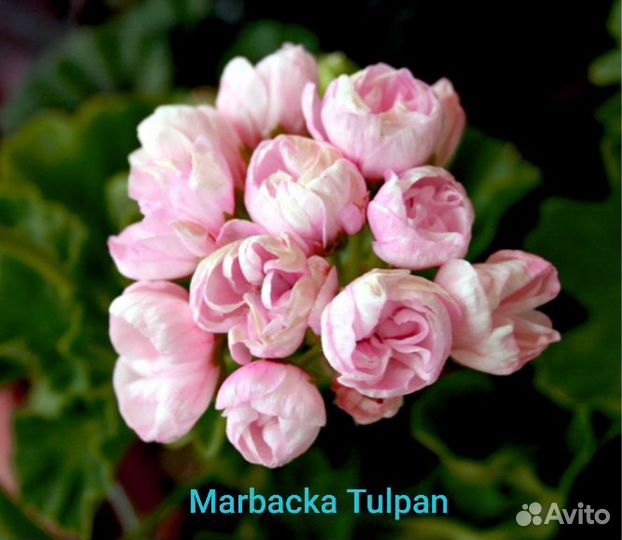 Пеларгония тюльпановидная