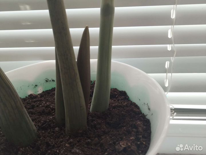 Замиокулькас