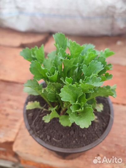 Ромашка садовая. Рассада зкс