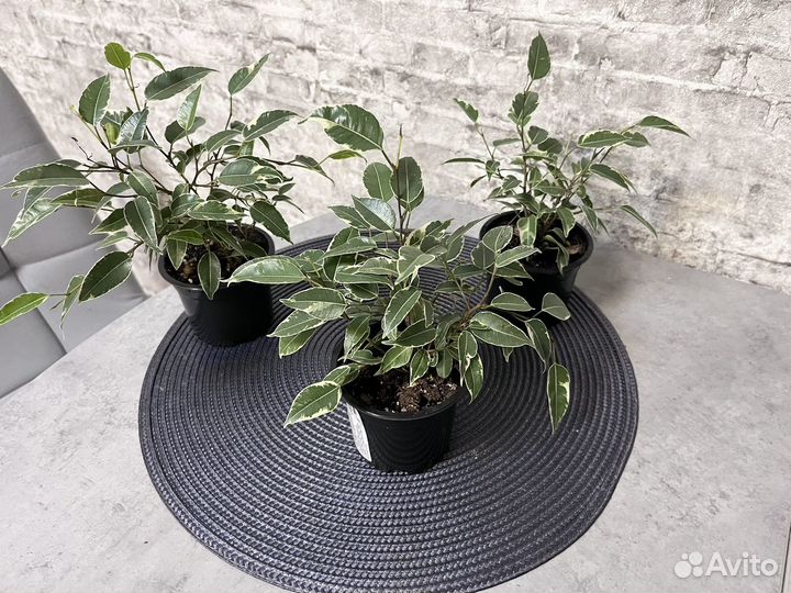 Фикус бенджамина