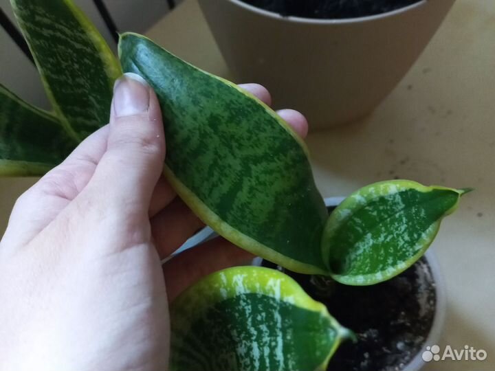 Сансевиерия Лауренти