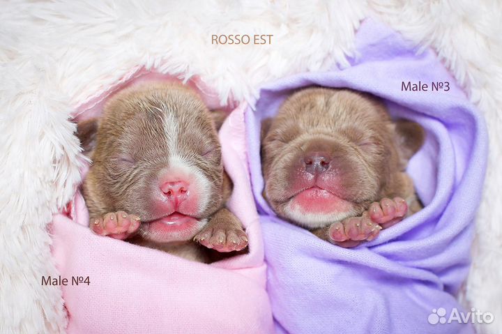 Американские булли щенки покет