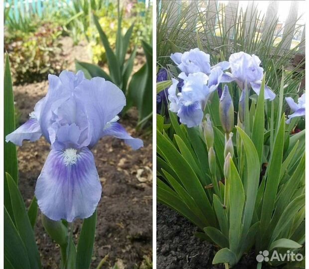 Ирисы бородатые,ирисы карликовые