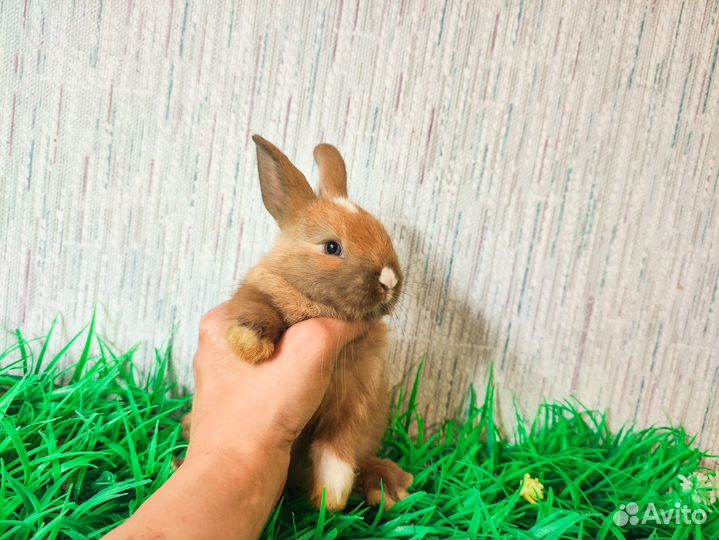 Карликовый кролик - ручной, добрый