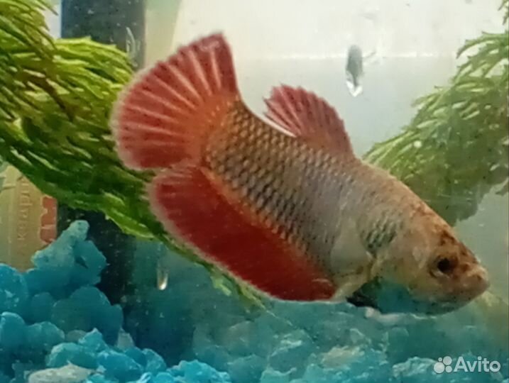 Рыба петушок