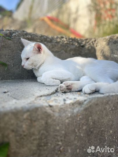 Кот ищет дом