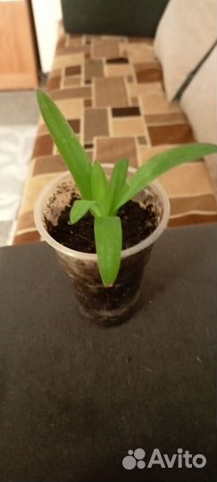 Комнатные растения цветы