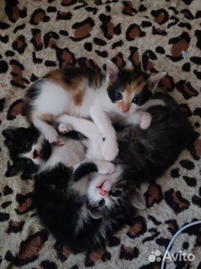 Котята в добрые руки