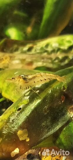 Аквариумные креветки