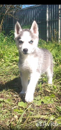 Сибирский хаски