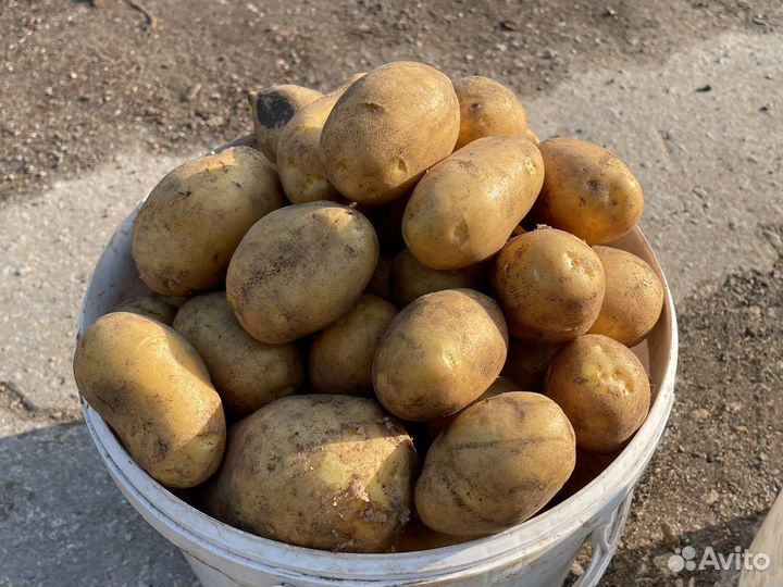 Продам картофель