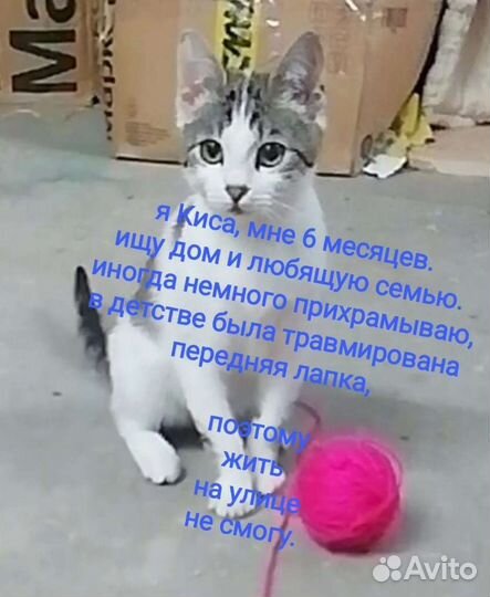 Кошка