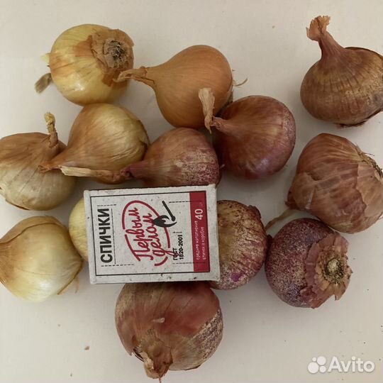 Лук репчатый семенной на посадку, на еду