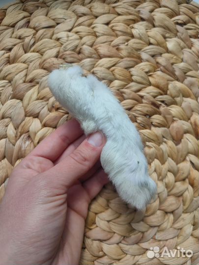 Игрушки для кошки