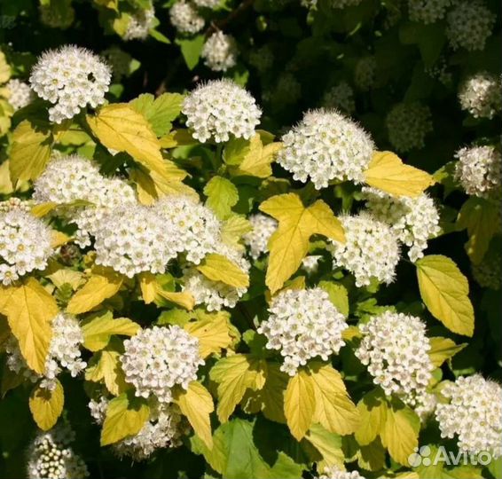 Пузыреплодник калинолистный Дартс Голд