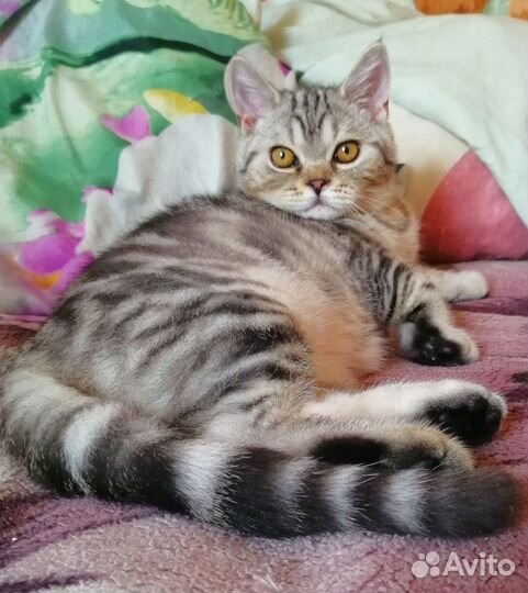 Очень красивый шотландский котенок, скоттиш страйт